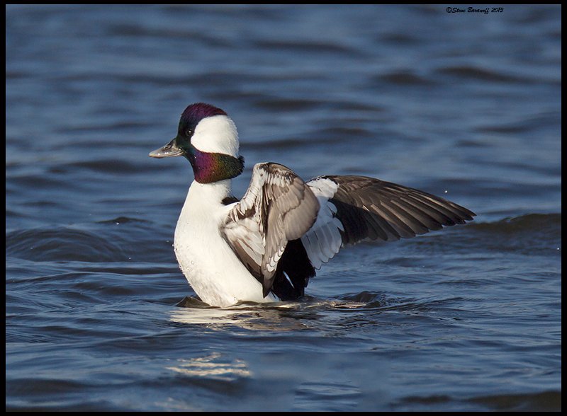 _5SB7442 bufflehead drake.jpg
